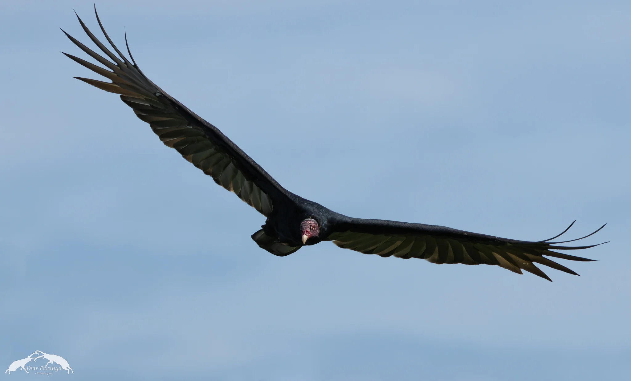 Turkey Vulture, Costa Rica Rainforest